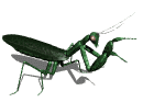 Mantis (front view)